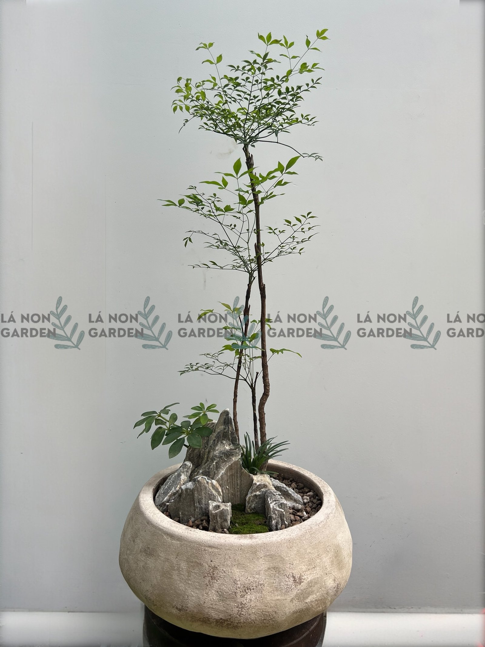 TUYẾT SƠN DƯỠNG TRÚC