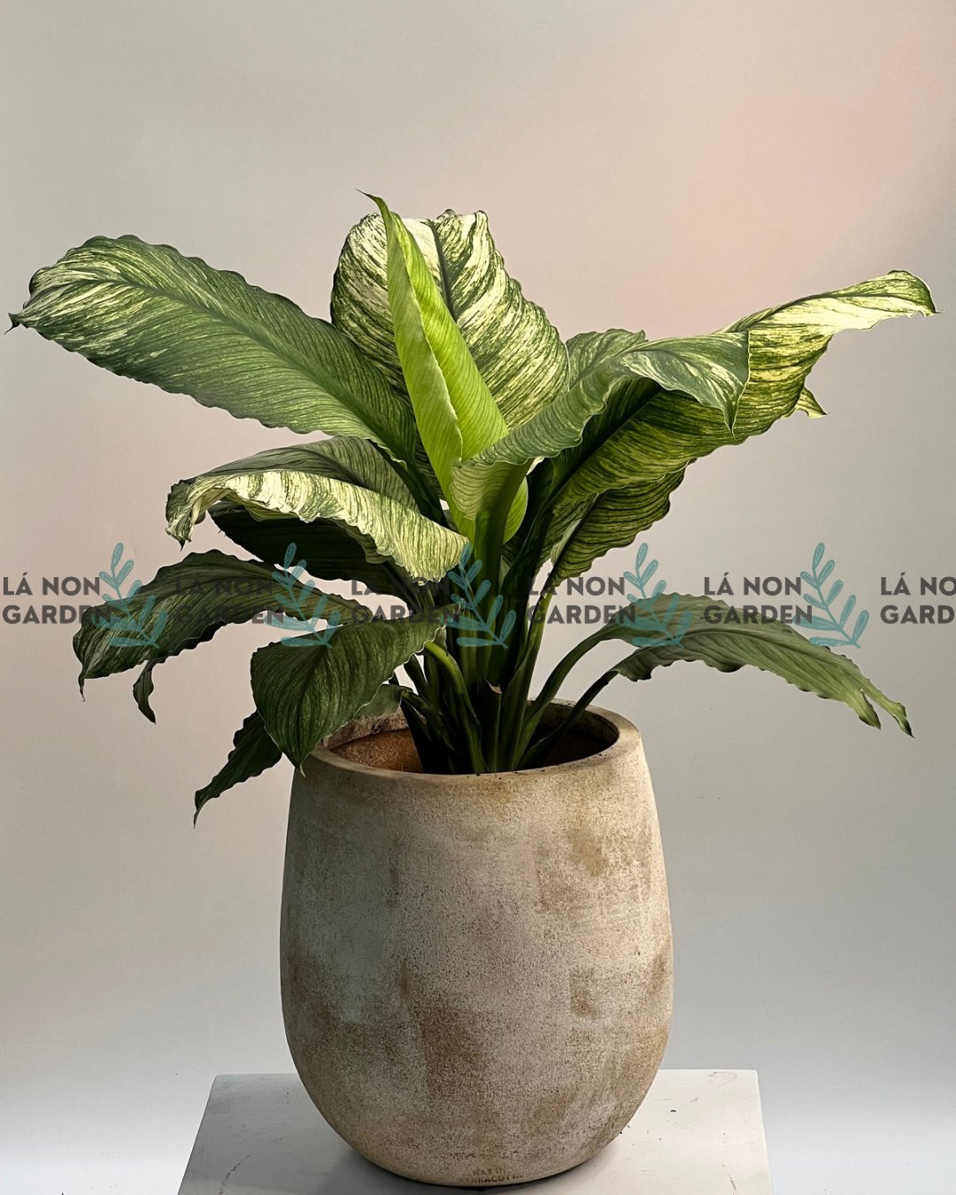 LAN Ý CẨM THẠCH