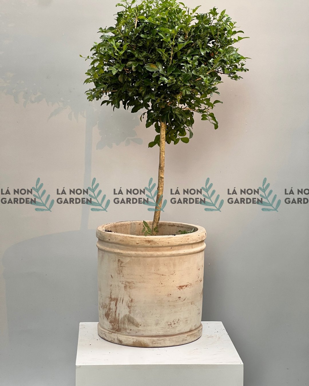 NGUYỆT QUẾ THÁI 1m