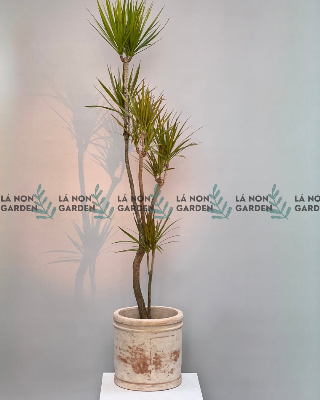 HUYẾT KIẾM XANH NHIỀU GÓC