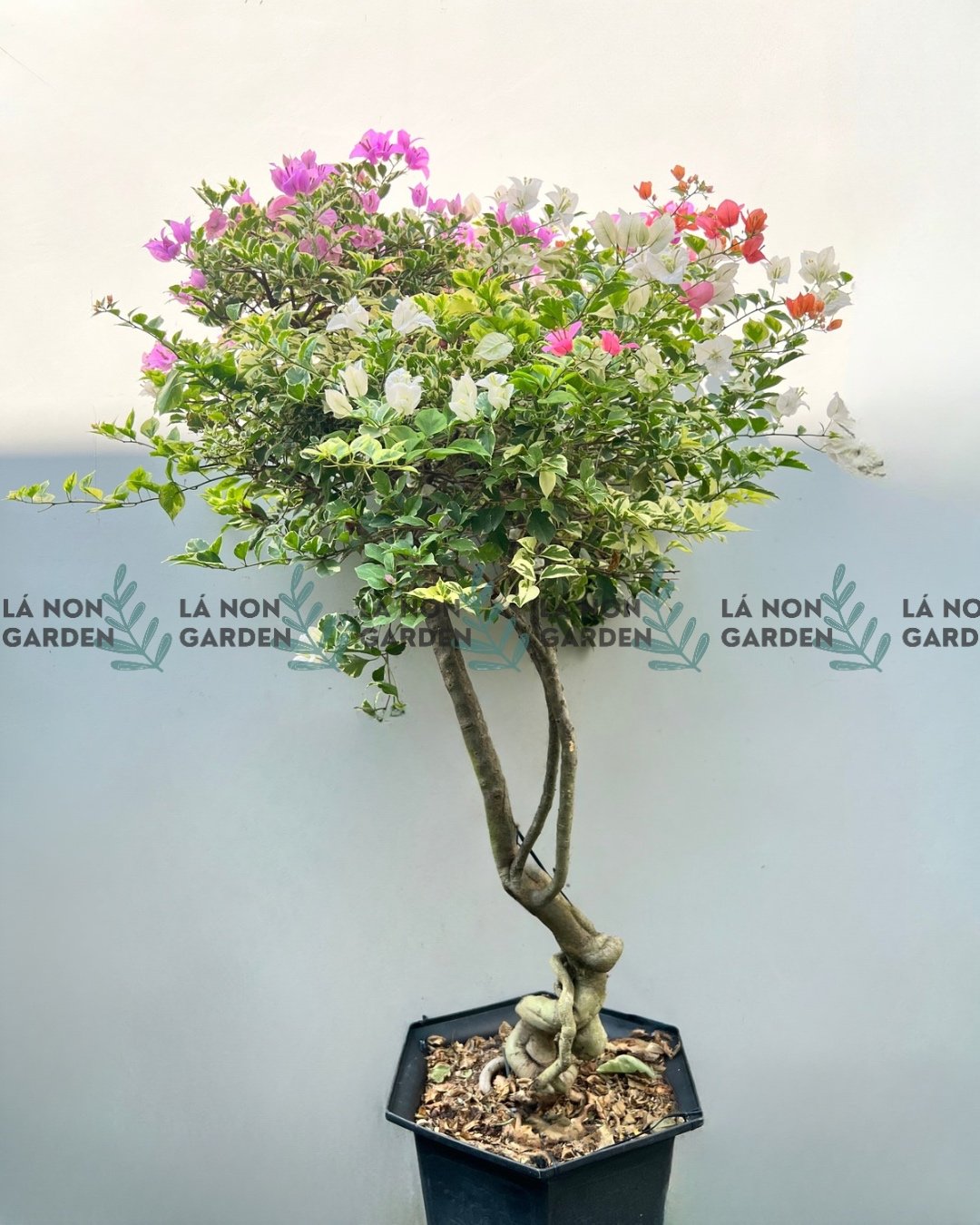 BÔNG GIẤY CẨM THẠCH