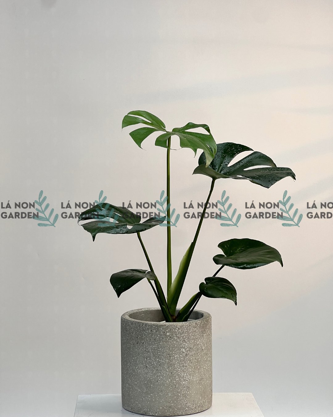 MONSTERA - TRẦU BÀ LÁ XẺ