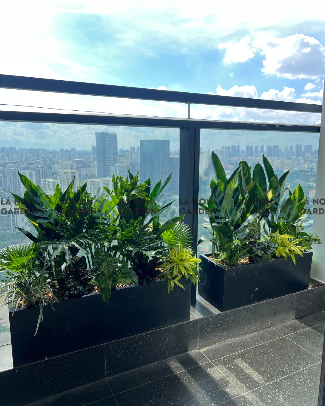 VÒM XANH THANH XUÂN