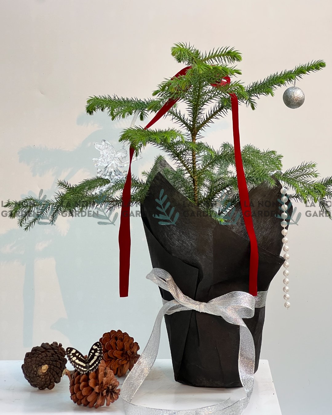 TÙNG BÁCH TÁN NOEL