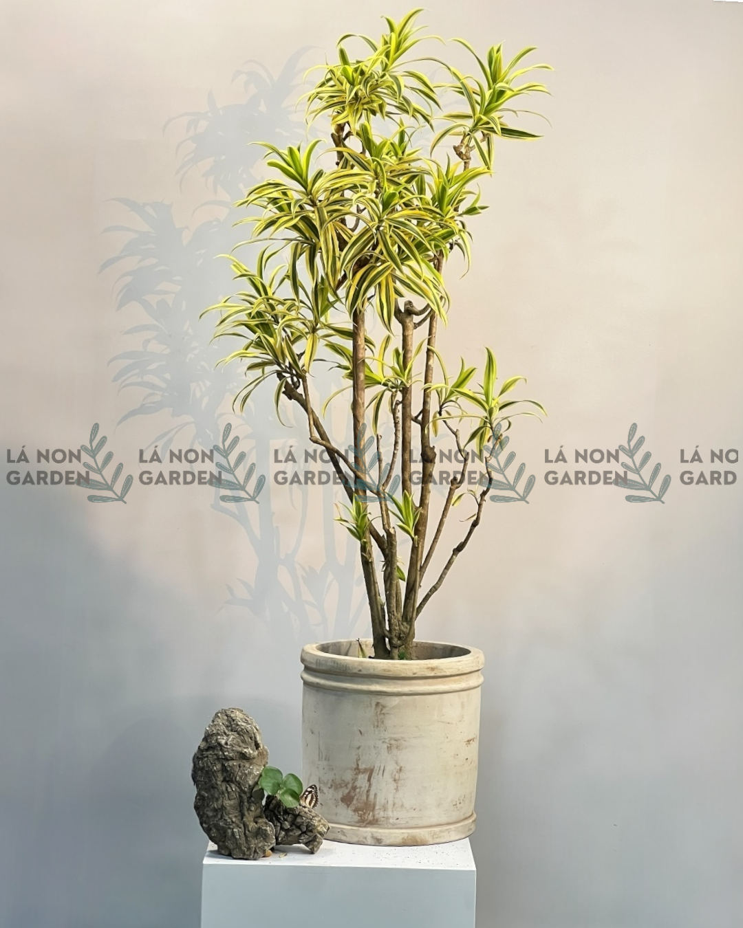 TRÚC BÁCH HỢP VÀNG