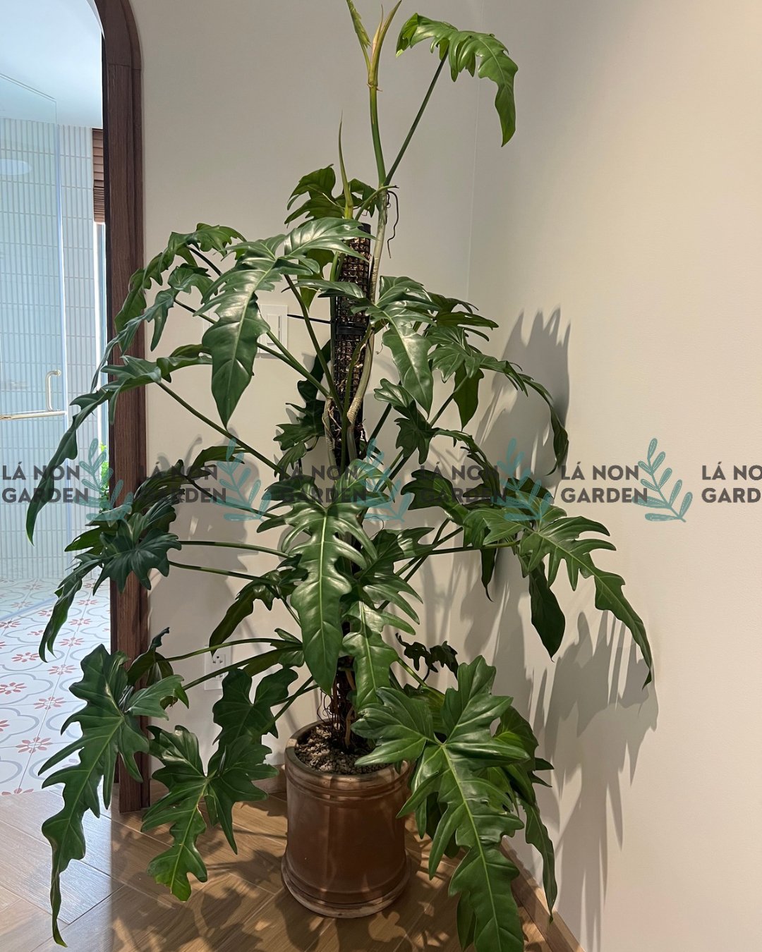 TRẦU BÀ RỒNG XANH