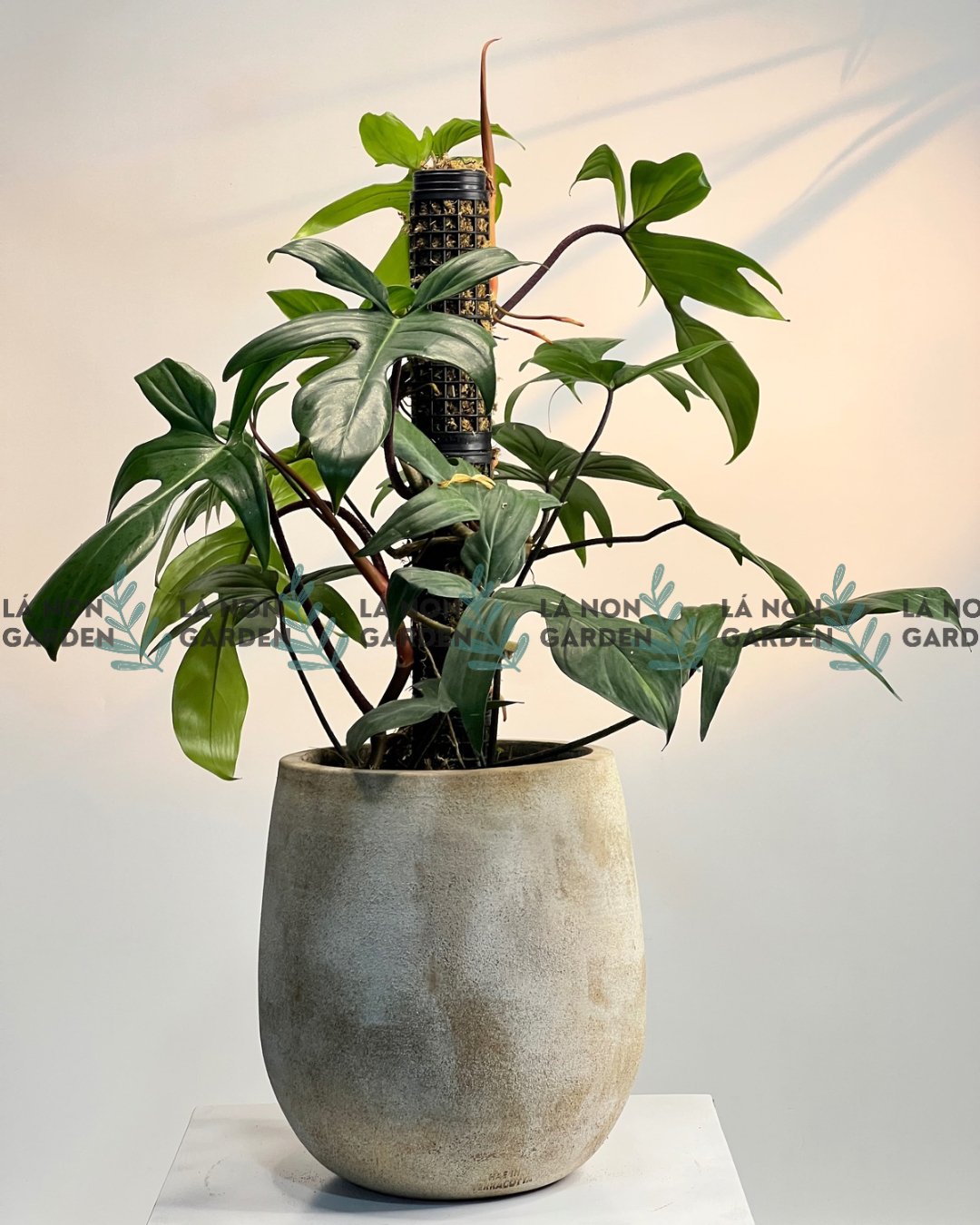 TRẦU BÀ ÉN LEO TRỤ