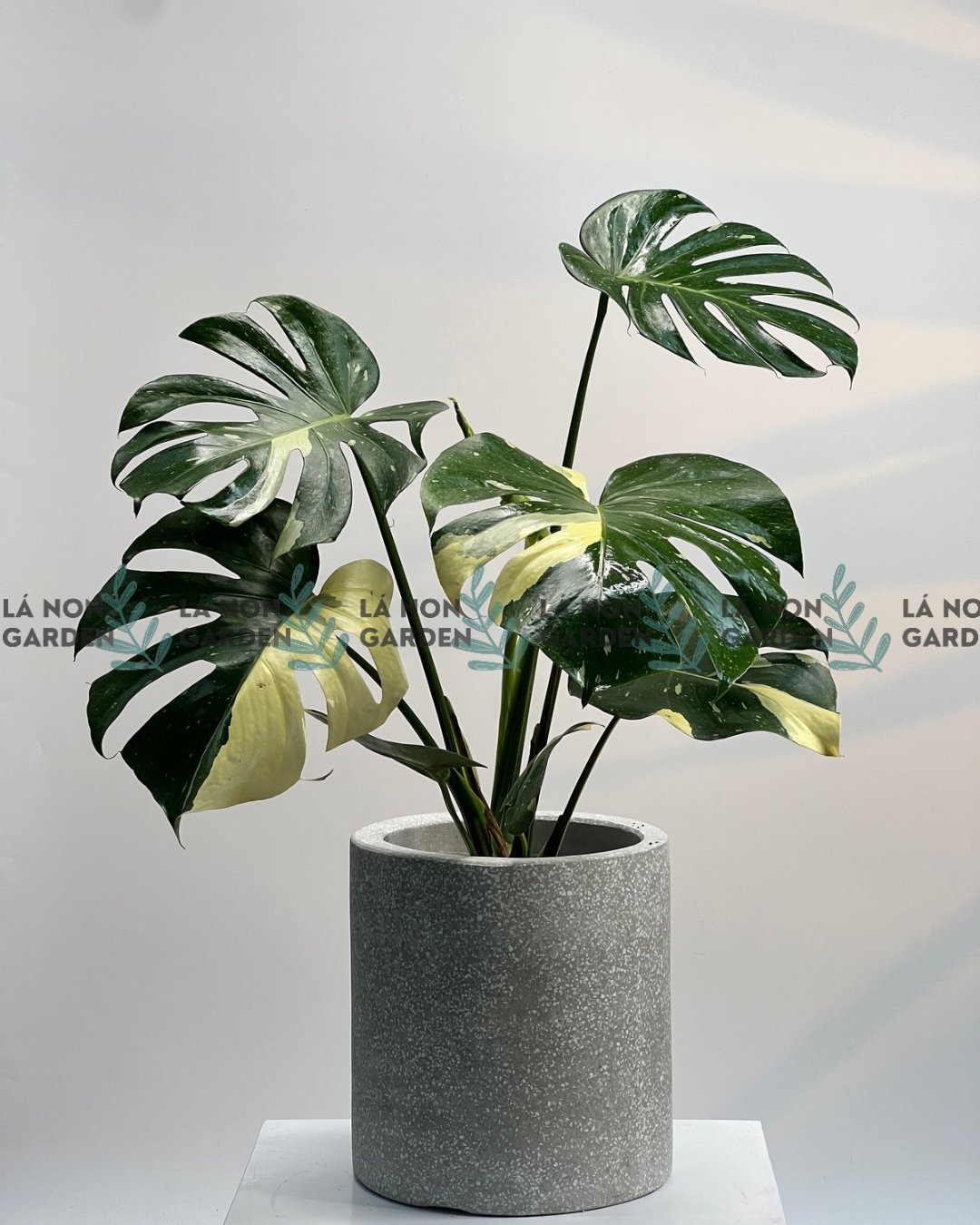 Trầu Bà THAI CONS