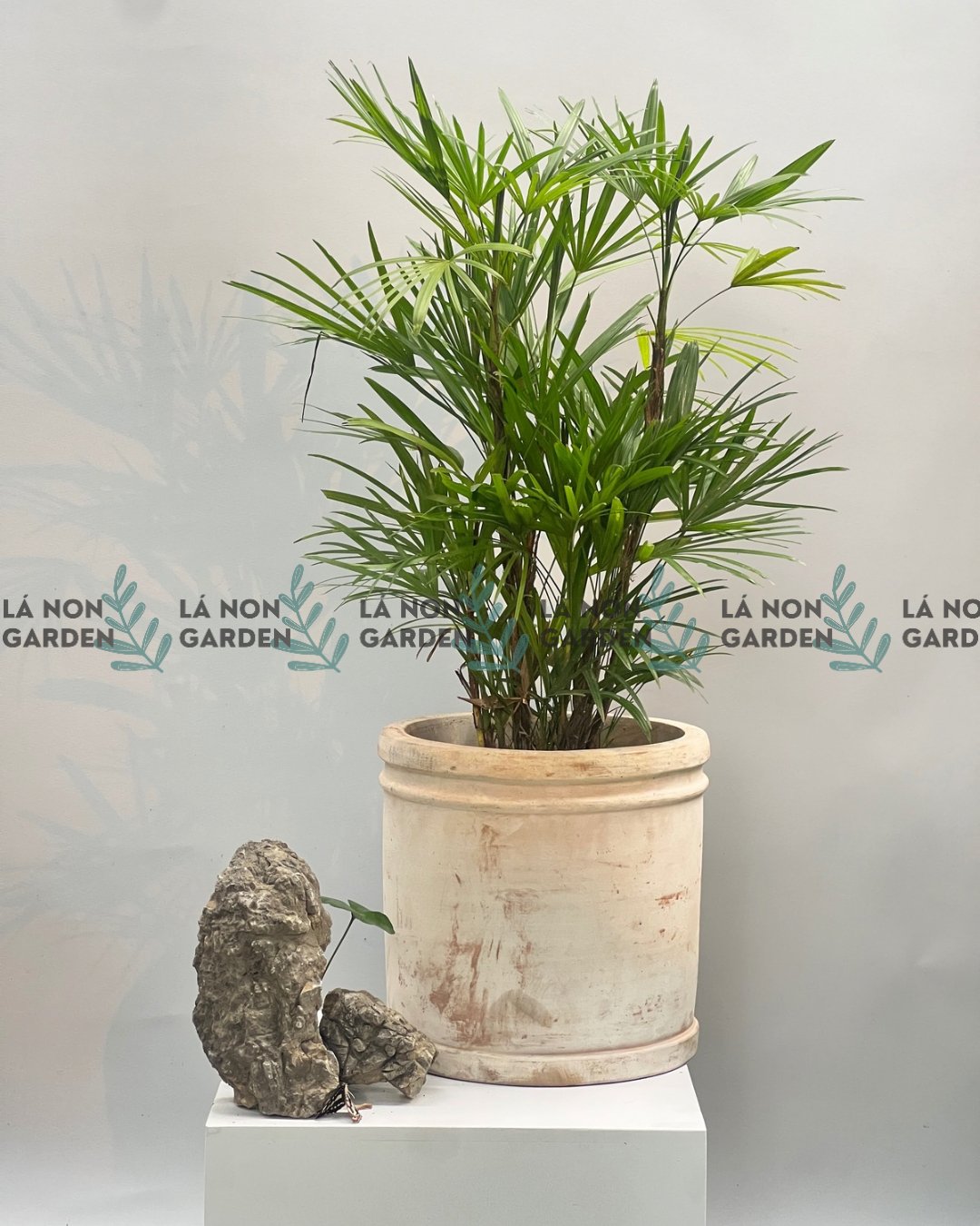 TRÚC KIM CƯƠNG NHỎ