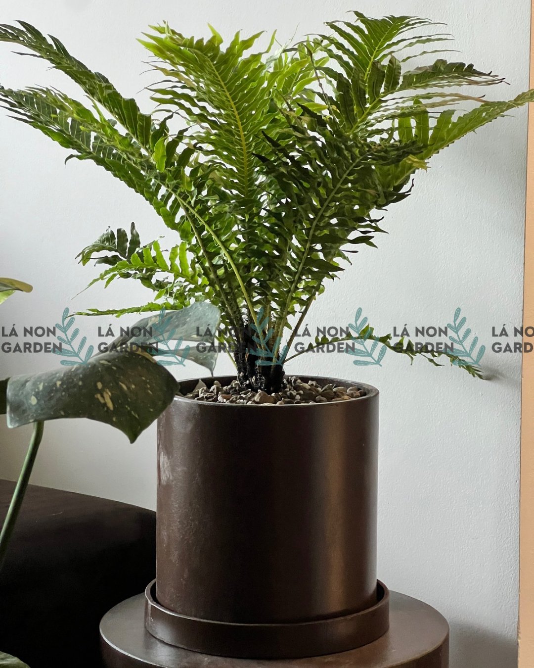 DƯƠNG XỈ KHỔNG TƯỚC