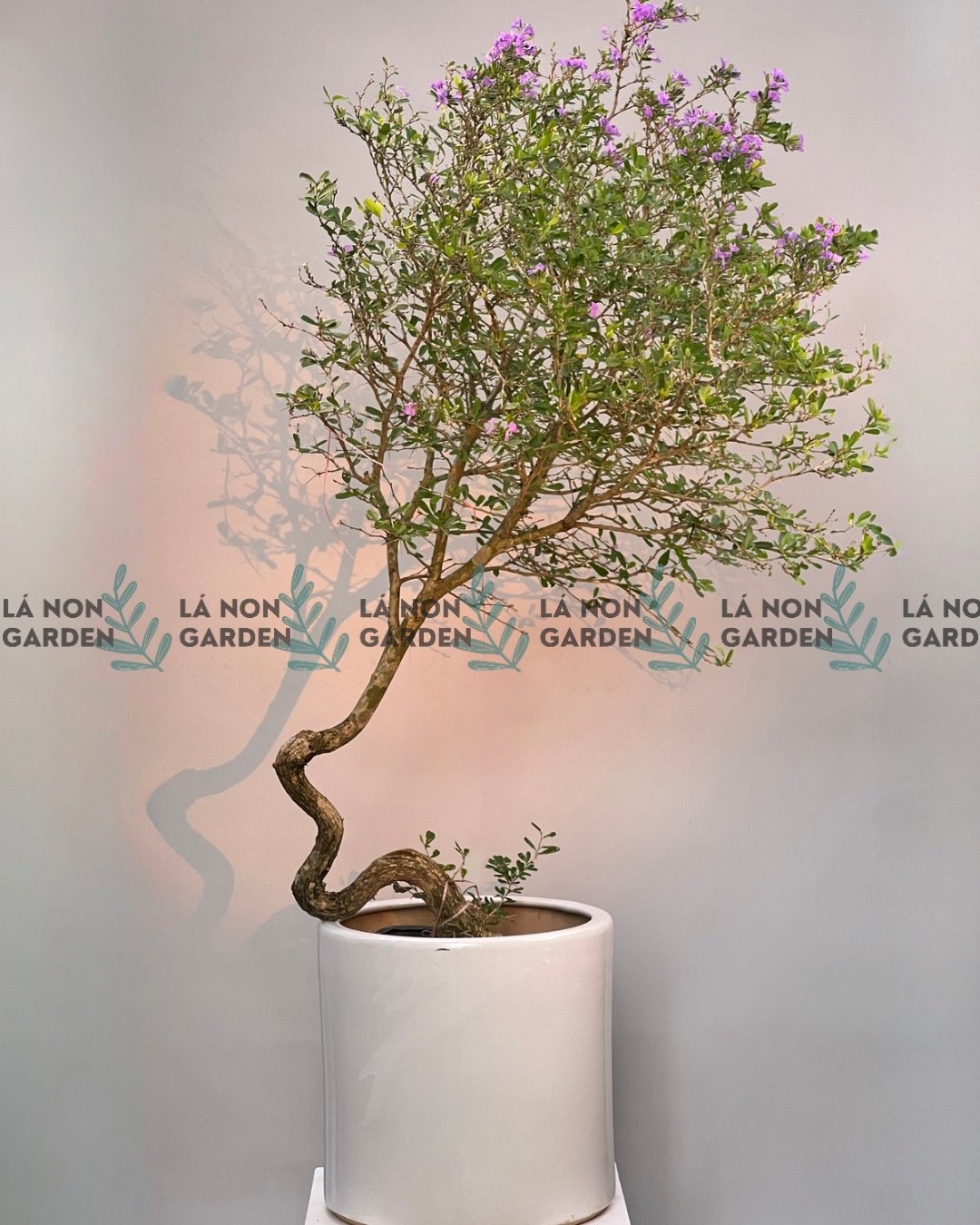 LINH SAM BONSAI