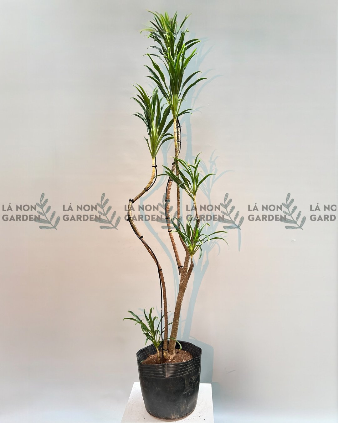 PHÁT TÀI LÁ NHỎ