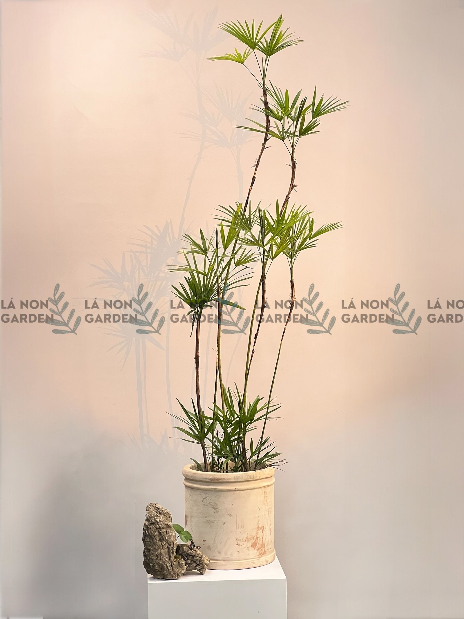 TRÚC KIM CƯƠNG LỚN