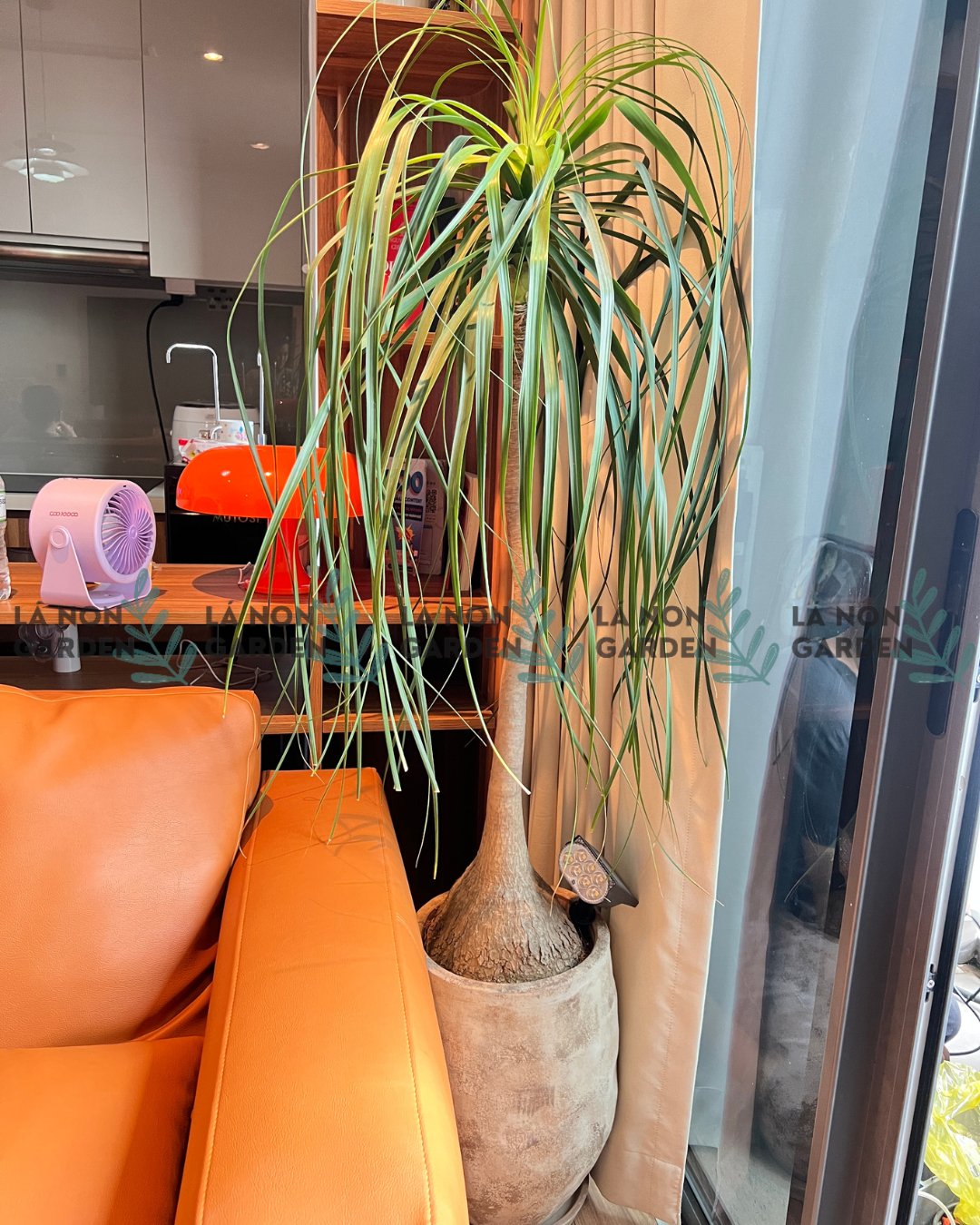 LAN BÌNH RƯỢU - PONYTAIL PALM