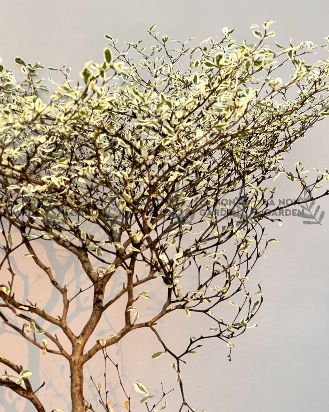 BÀNG CẨM THẠCH BONSAI