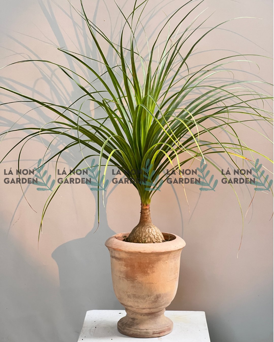 LAN BÌNH RƯỢU NHỎ - PONYTAIL PALM